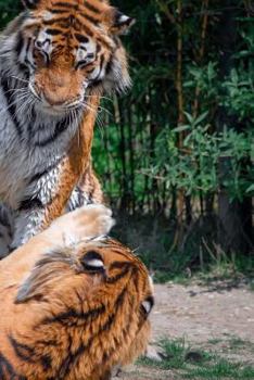 Paperback Tiger Notebook Book