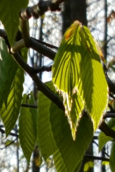2020 Daily Planner Sunlight Shadows Backlit Leaves 388 Pages: 2020 Planners Calendars Organizers Datebooks Appointment Books Agendas