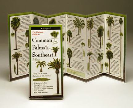 The Ultimate Guide to Common Palms of the Southeast & Texas