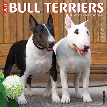 Calendar Just Bull Terriers 2024 12 X 12 Wall Calendar Book