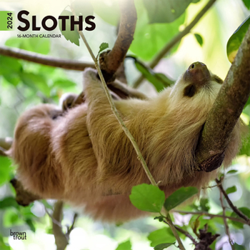 Calendar Sloths 2024 Square Book