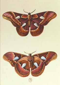 Paperback Carnet Ligné, Papillons Le Porte-Miroir [French] Book