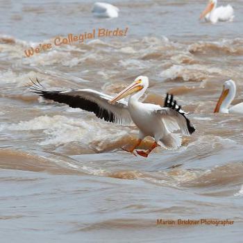 Paperback We're Collegial Birds! Book