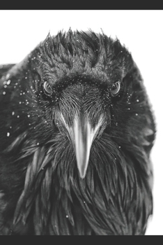 Paperback The Raven's Tide Book