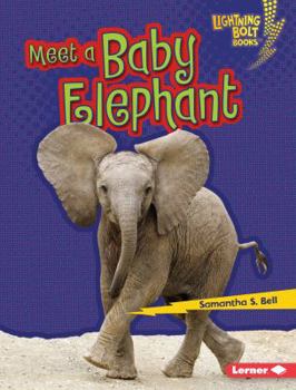 Library Binding Meet a Baby Elephant Book