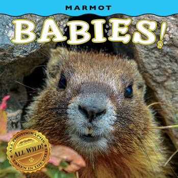 Board book Marmot Babies! Book
