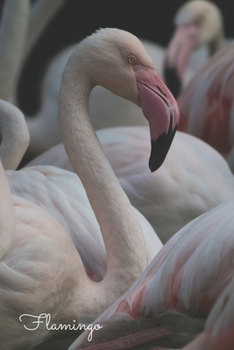 Flamingo: Notizbuch / Tagebuch Vogel - DIN A5 120 Seiten punktiert / Punkteraster - Geschenk Vogelliebhaber (German Edition)