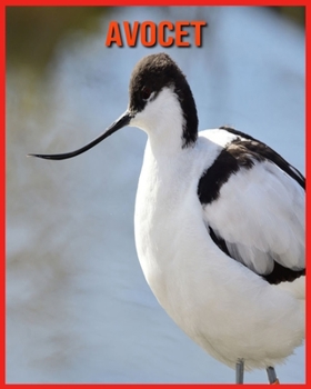 Avocet: Incredible Pictures and Fun Facts about Avocet