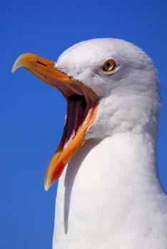 Paperback Seagull: Seagulls Learn, Remember and Even Pass on Behaviours, Such as Stamping Their Feet in a Group to Imitate Rainfall and T Book
