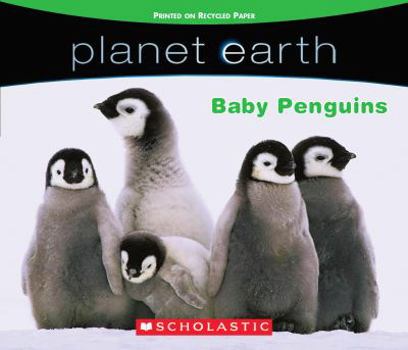 Board book Baby Penguins Book