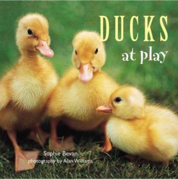 Hardcover Ducks at Play Book
