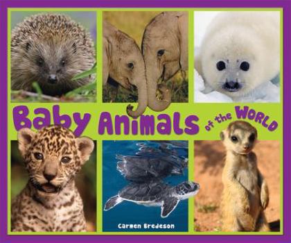 Paperback Baby Animals of the World Book