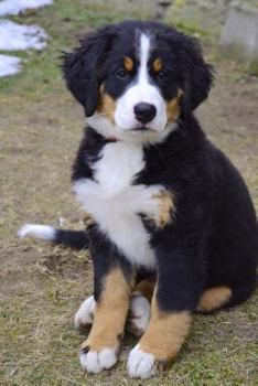 Paperback Burmese Mountain Dog Puppy Journal: 150 Page Lined Notebook/Diary Book