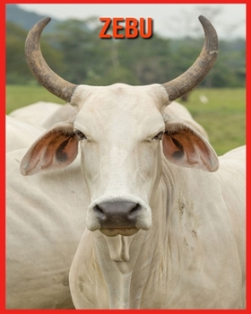 Paperback Zebu: Spa? beim Lernen von Fakten ?ber Zebu [German] Book