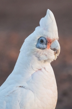 Nacktaugenkakadu: Notizbuch / Tagebuch sch�ner Kakadu - DIN A5 120 Seiten liniert - Geschenke f�r Vogelliebhaber Vogelbeobachtung