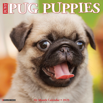 Calendar Just Pug Puppies 2023 Wall Calendar Book
