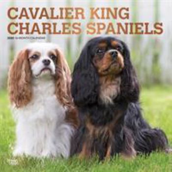 Calendar Cavalier King Charles Spaniels 2020 Square Foil Book
