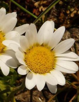 Paperback Flowers Notebook Large Size 8.5 x 11 Ruled 150 Pages Softcover Book