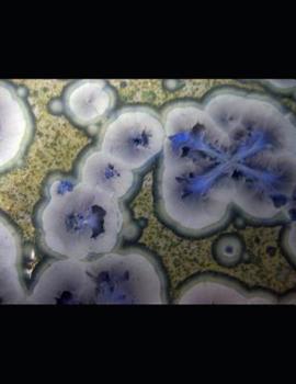 Paperback BH Pulp Vol. 2 S.E.C.U.R.E. The Beginning Book