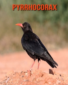 Pyrrhocorax: Photos Etonnantes & Recueil d'Informations Amusantes Concernant les Pyrrhocorax pour Enfants
