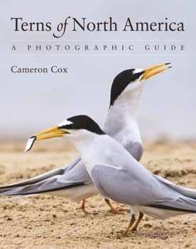 Paperback Terns of North America: A Photographic Guide Book