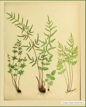 Vintage Nature Sketch Book : Vintage Nature Print (23), 8 X 10 , Sketch Pad, for Drawing, Unlruled Drawing Paper Pad - [Professional Binding]