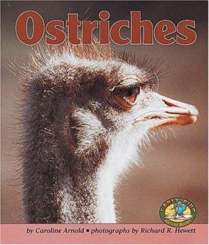 Hardcover Ostriches Book