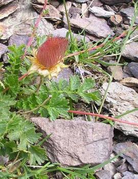 Paperback Flower Notebook Large Size 8.5 X 11 Ruled 150 Pages Softcover Book