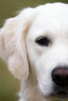 2020 Planner: Increase productivity, improve time management, reach your goals: Labrador Retriever close up: Modern artistic photography style