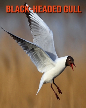 Black-Headed Gull: Amazing Facts & Pictures