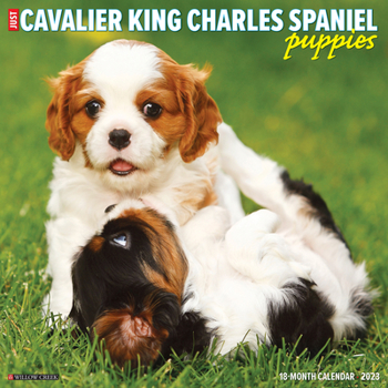 Calendar Just Cavalier King Charles Spaniel Puppies 2023 Wall Calendar Book