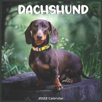Dachshund 2022 Calendar: Official Dachshund short-legged Dogs 2022 Calendar 16 months