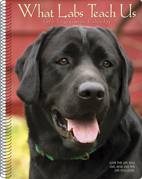 Calendar What Labs Teach Us 2020 Engagement Calendar (Dog Breed Calendar) Book