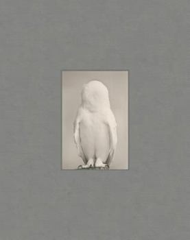 Hardcover Yamamoto Masao: Tori Book