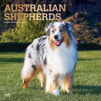 Calendar Australian Shepherds 2020 Square Foil Book