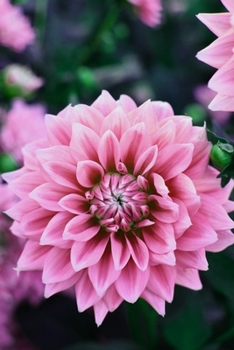 Journal: 150 Dot Grid Sheets, 6x9 Inches, Inspirational Flower, Plan Your Day and Organize Your Life, Tracker, Productivity Diary, Notebook (PINK)