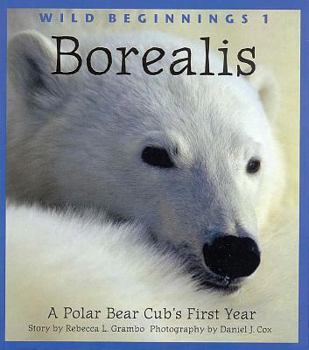 Paperback Borealis: A Polar Bear Cub's First Year Book