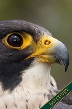 Falconry: Peregrine falcon. Format A5, 120 pages, fine light grey lined. Daily entries, notes and journal for the falconer, the falconer, nature and bird friends.