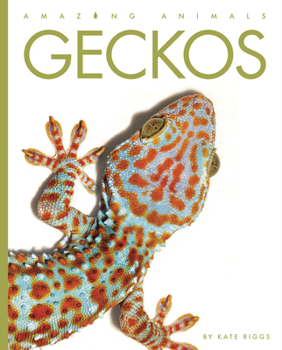 Geckos - Book  of the Amazing Animals