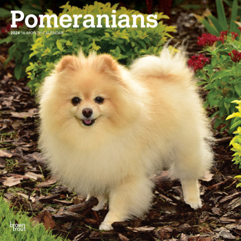 Calendar Pomeranians 2024 Square Book