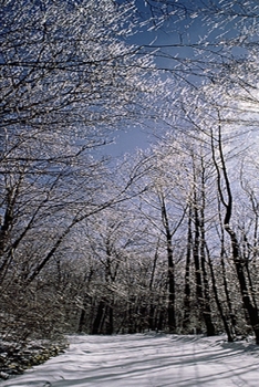 2020 Weekly Planner Winter Theme Pretty Path 134 Pages: 2020 Planners Calendars Organizers Datebooks Appointment Books Agendas