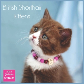 British Shorthair kittens 2022 Calendar 16 Month: Official British Shorthair Cats Calendar 2022, Square Calendar