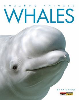 Whales - Book  of the Amazing Animals