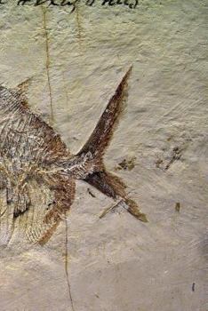 Paperback Notebook Fossil Fish Book