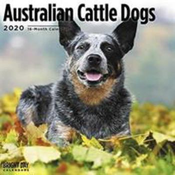 Calendar Australian Cattle Dogs Cal 2020 Book