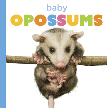 Baby Opossums
