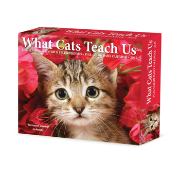 Calendar What Cats Teach Us 2025 6.2 X 5.4 Box Calendar Book