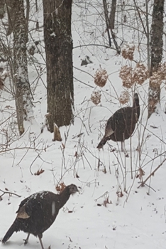 2020 Daily Planner Winter Wild Turkeys Snowstorm 388 Pages: 2020 Planners Calendars Organizers Datebooks Appointment Books Agendas