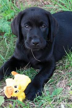 Black Lab Puppy Journal : Dog Wisdom Quotes
