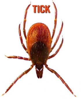 Paperback Tick: Amazing Facts about Tick Book